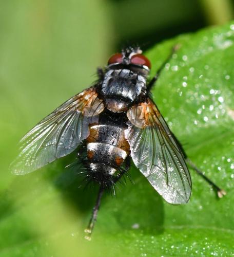 Réf. 259 718 : Nemoraea pellucida